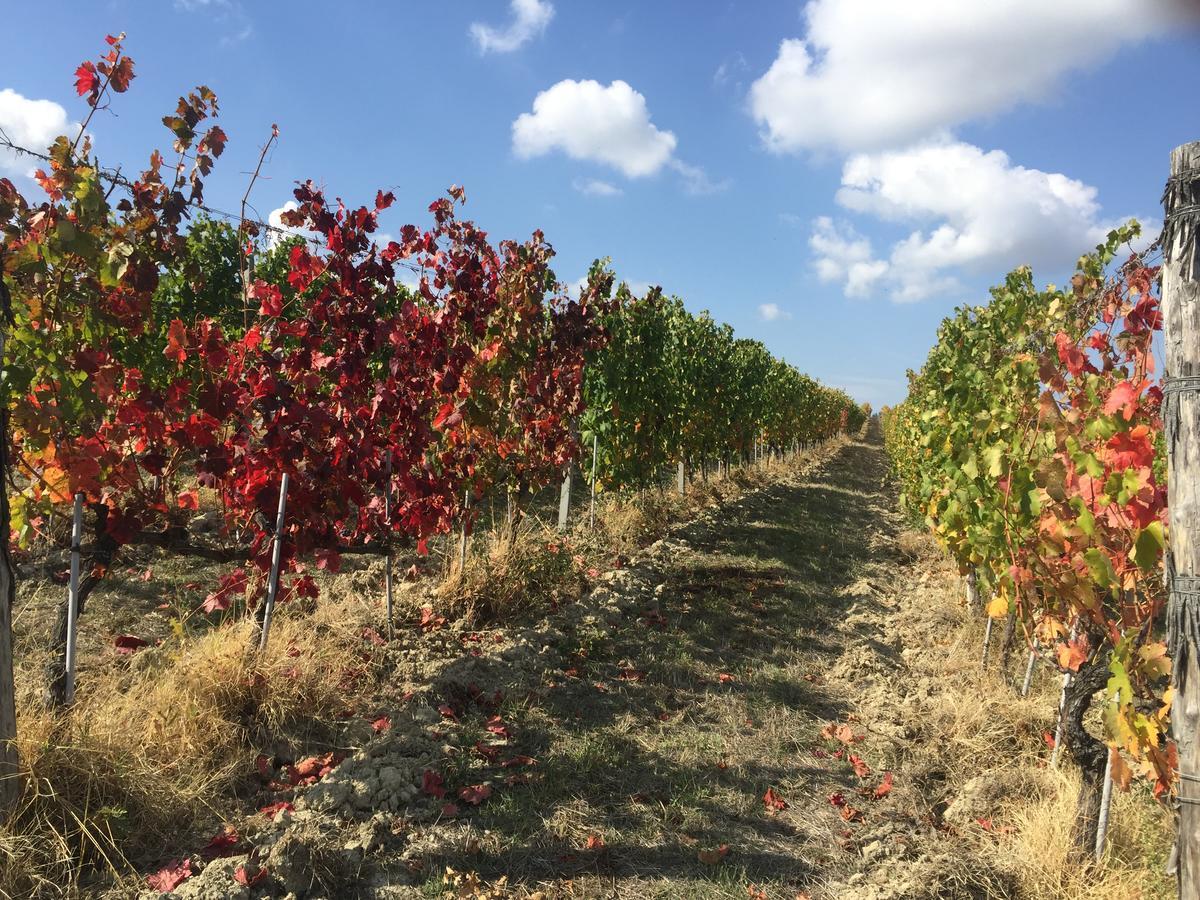 Cascina Valtignosa Camere Con Vigna Cassine ภายนอก รูปภาพ