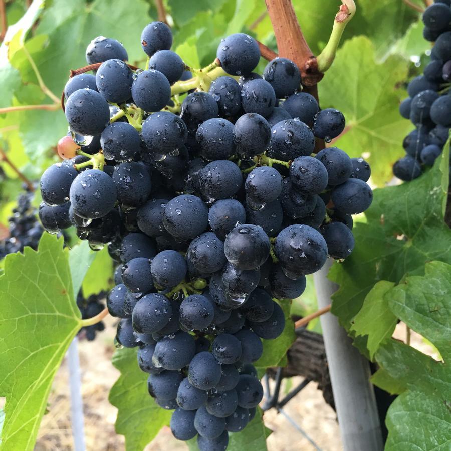 Cascina Valtignosa Camere Con Vigna Cassine ภายนอก รูปภาพ